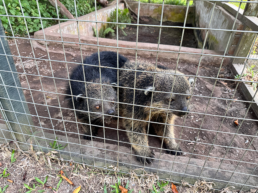 熊狸