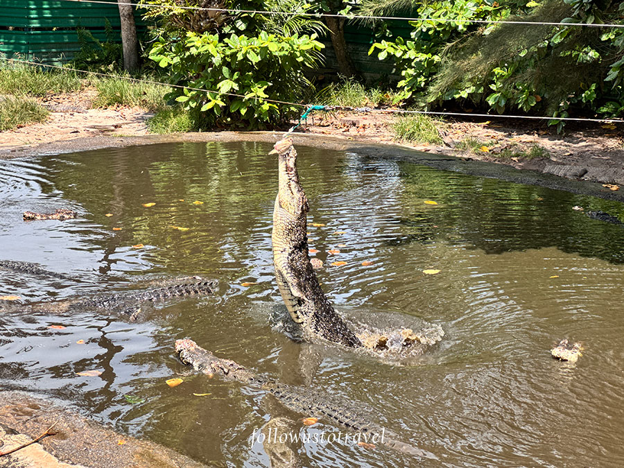 鱷魚餵食秀