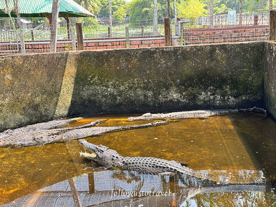 鱷魚