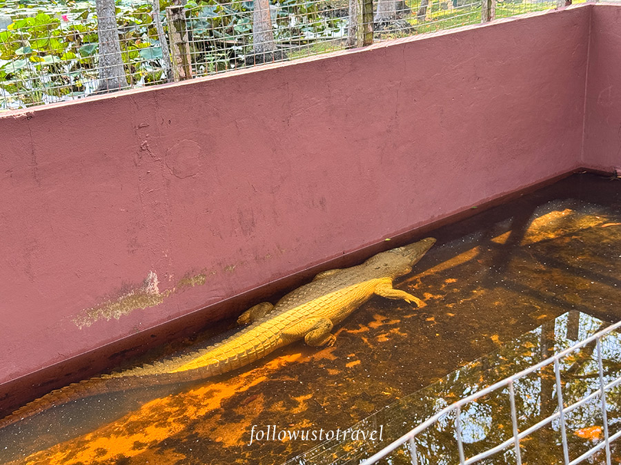 鱷魚