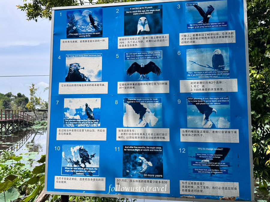 老鷹