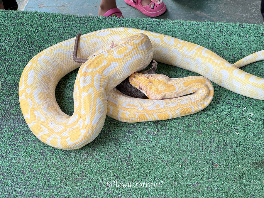 蛇餵食秀